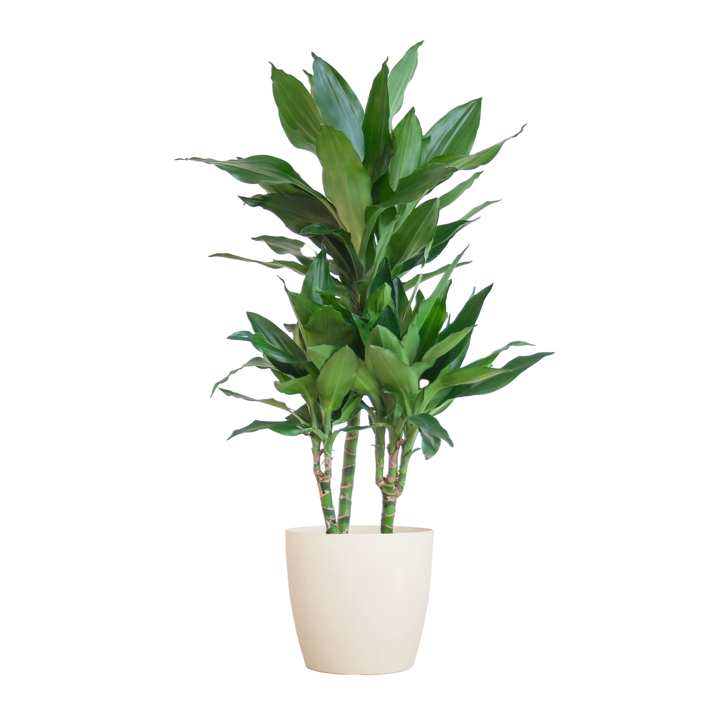 Dracaena Janet Lindt met Viber wit - 95cm - Ø21