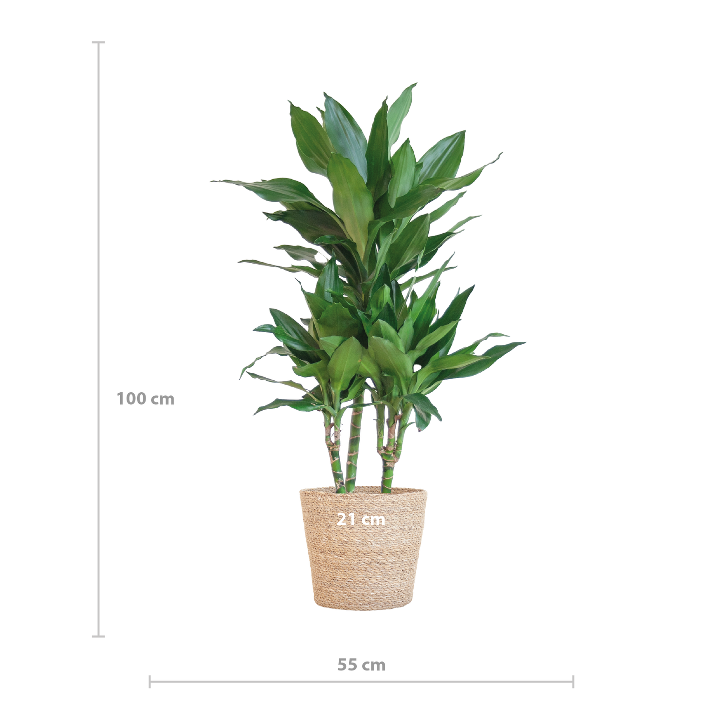 Dracaena Janet Lindt met Sofia mand naturel - 95cm - Ø21