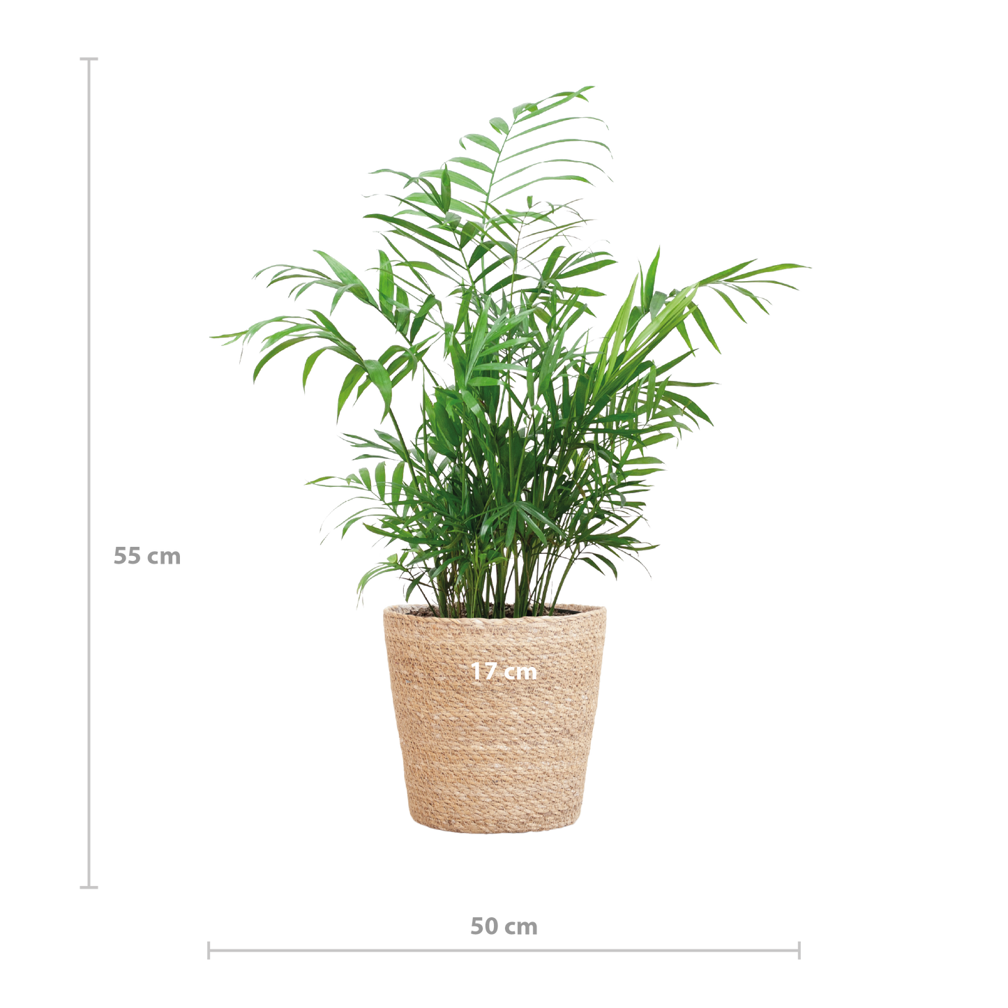 Chamadorea Elegans met Sofia mand naturel - 55cm - Ø17