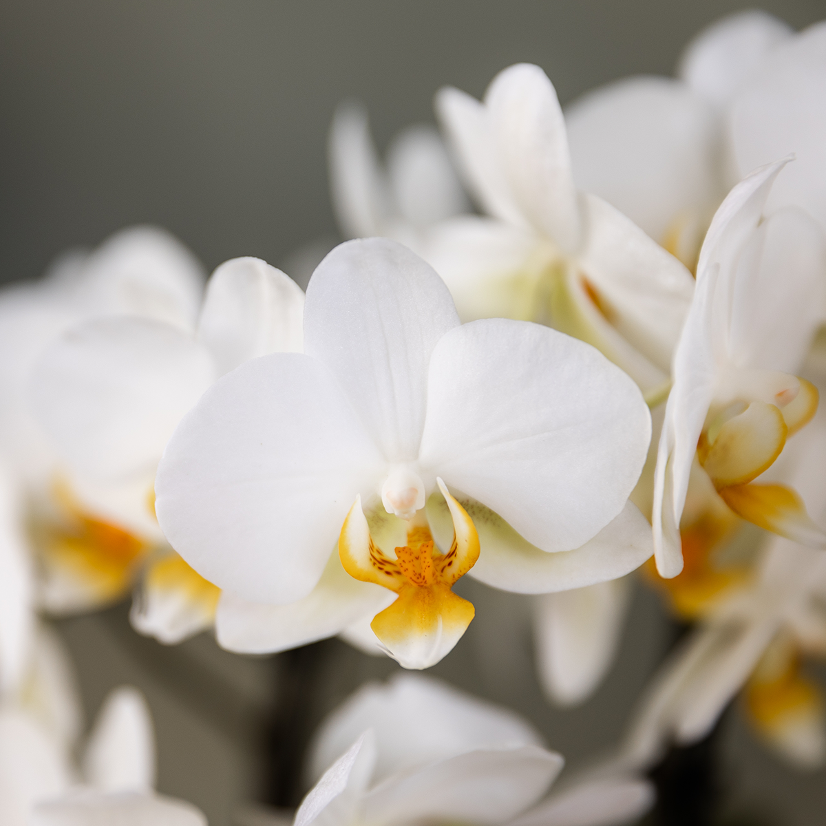 Phalaenopsis mix – Ø9cm – ↕25-35cm