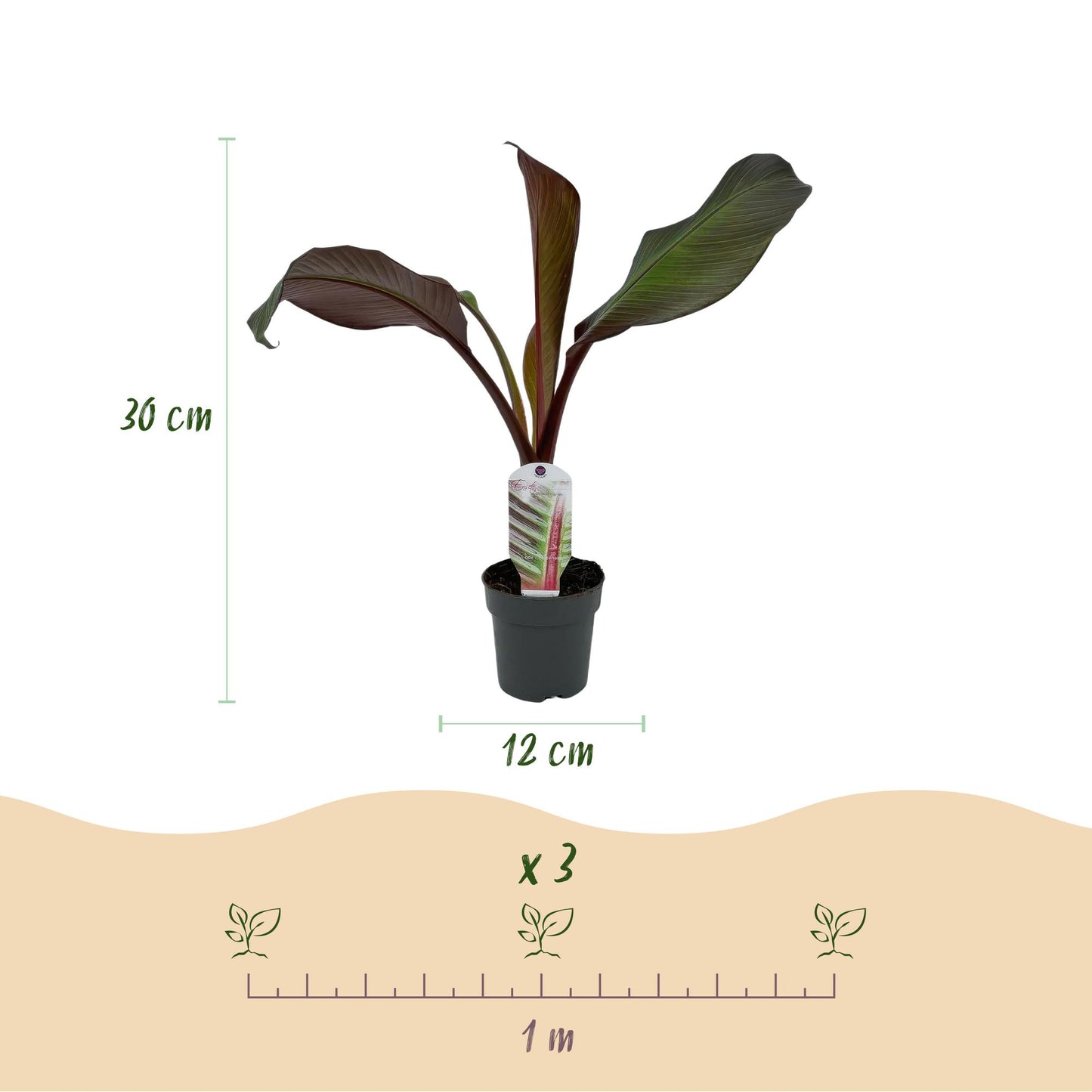 Green boutiQ - Fruitplant - Bananen plant - Ensete ventricosum Maurelli - Winterhard - 2 planten - Pot 12cm Hoogte 30cm
