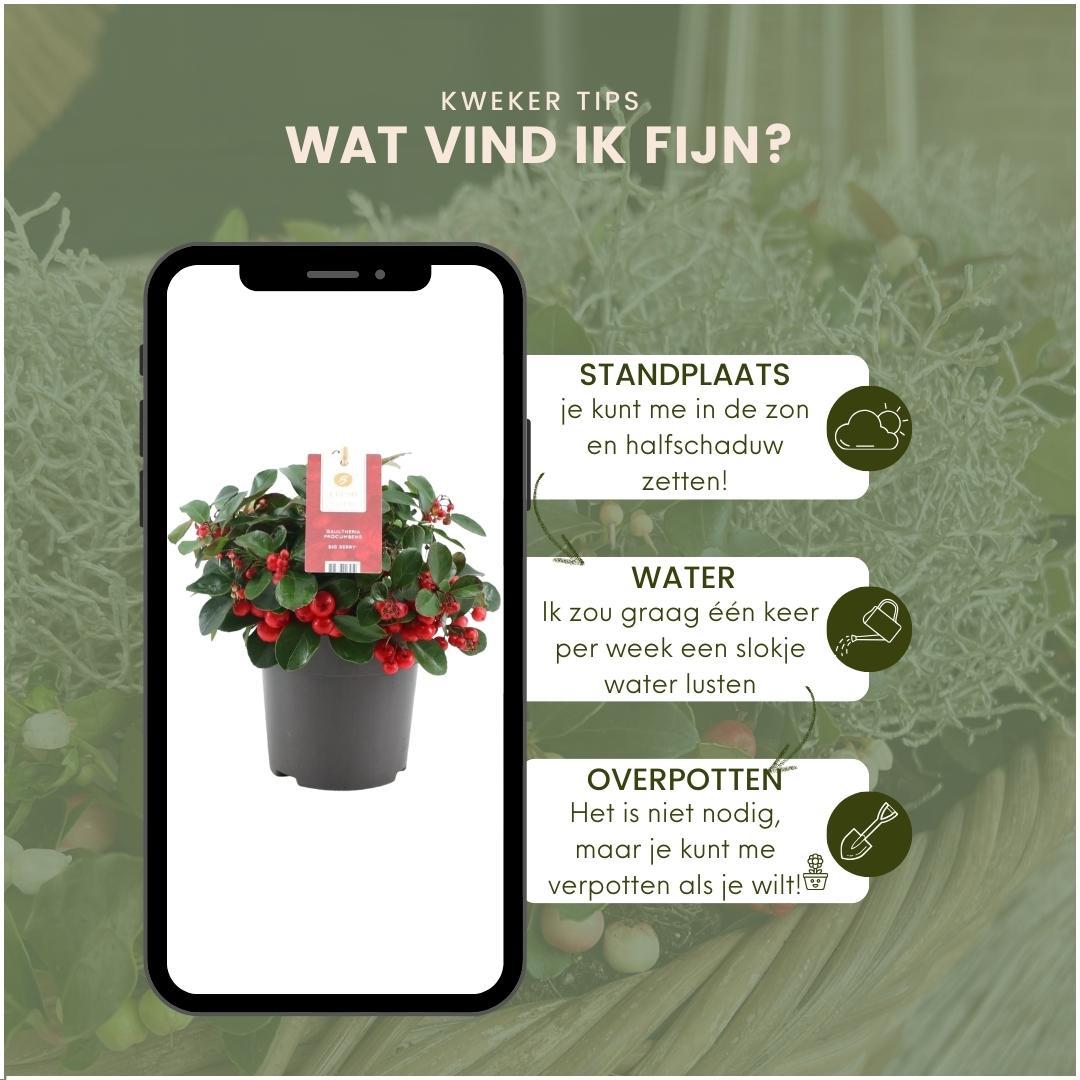 Winterwonderland mix set - 3 x Gaultheria + 3x Calocephalus - Ø 10 cm ↨ 15 cm
