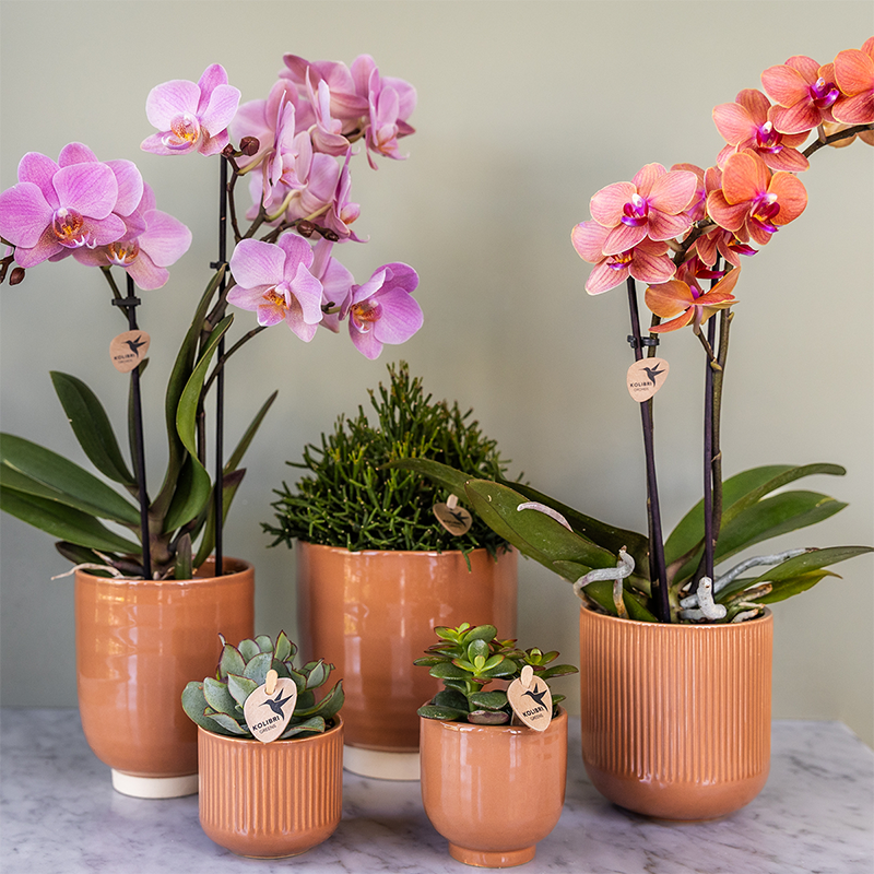 Phalaenopsis ‘Treviso’ – Ø9cm – ↕25-35cm COMBI DEAL met 2 planten