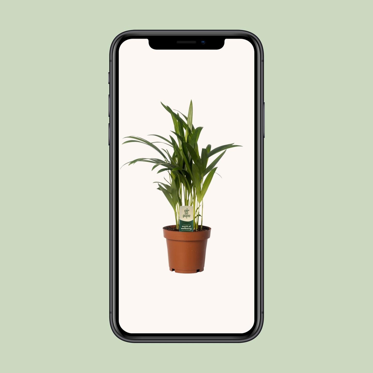 Dypsis Lutescens - Areca - Ø12cm - ↕40cm