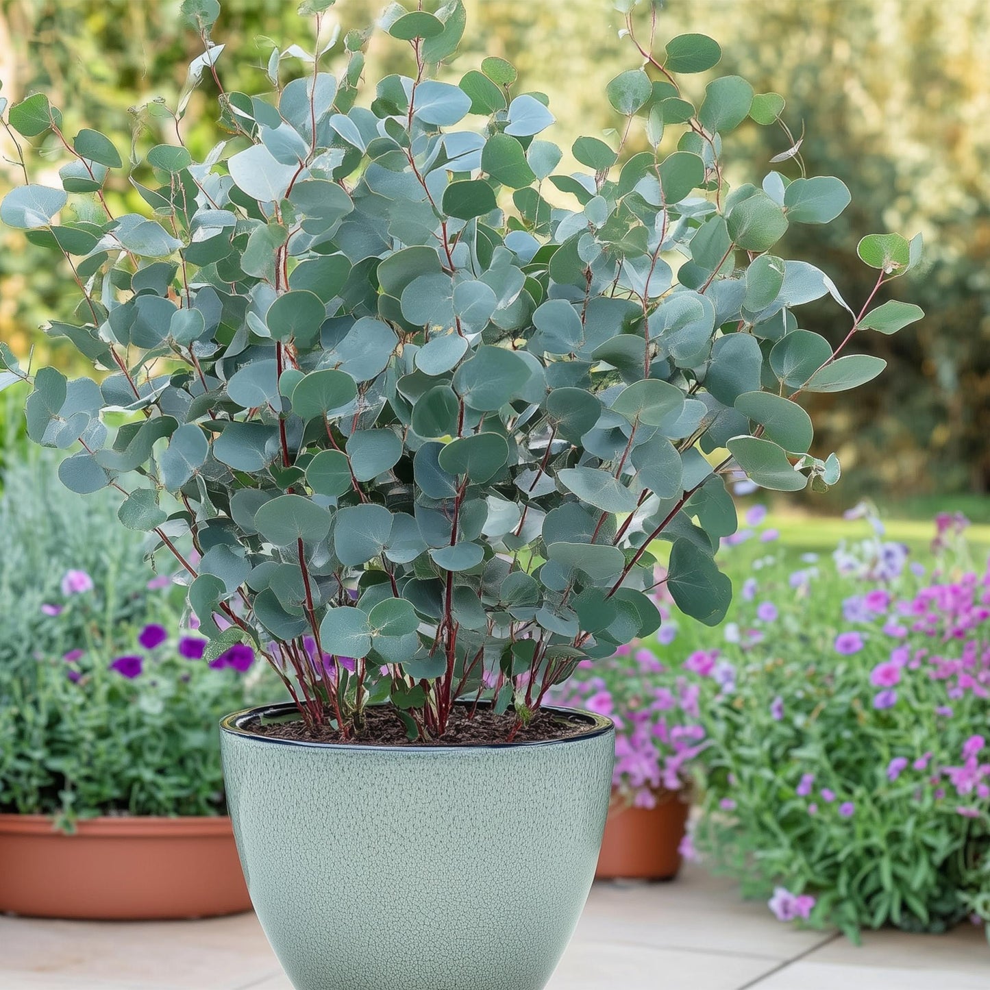 Green boutiQ - Terrasplant - Eucalyptus boom - Eucalyptus gunni - Grijs - 2 Planten - Winterhard - Pot 17cm Hoogte 40cm