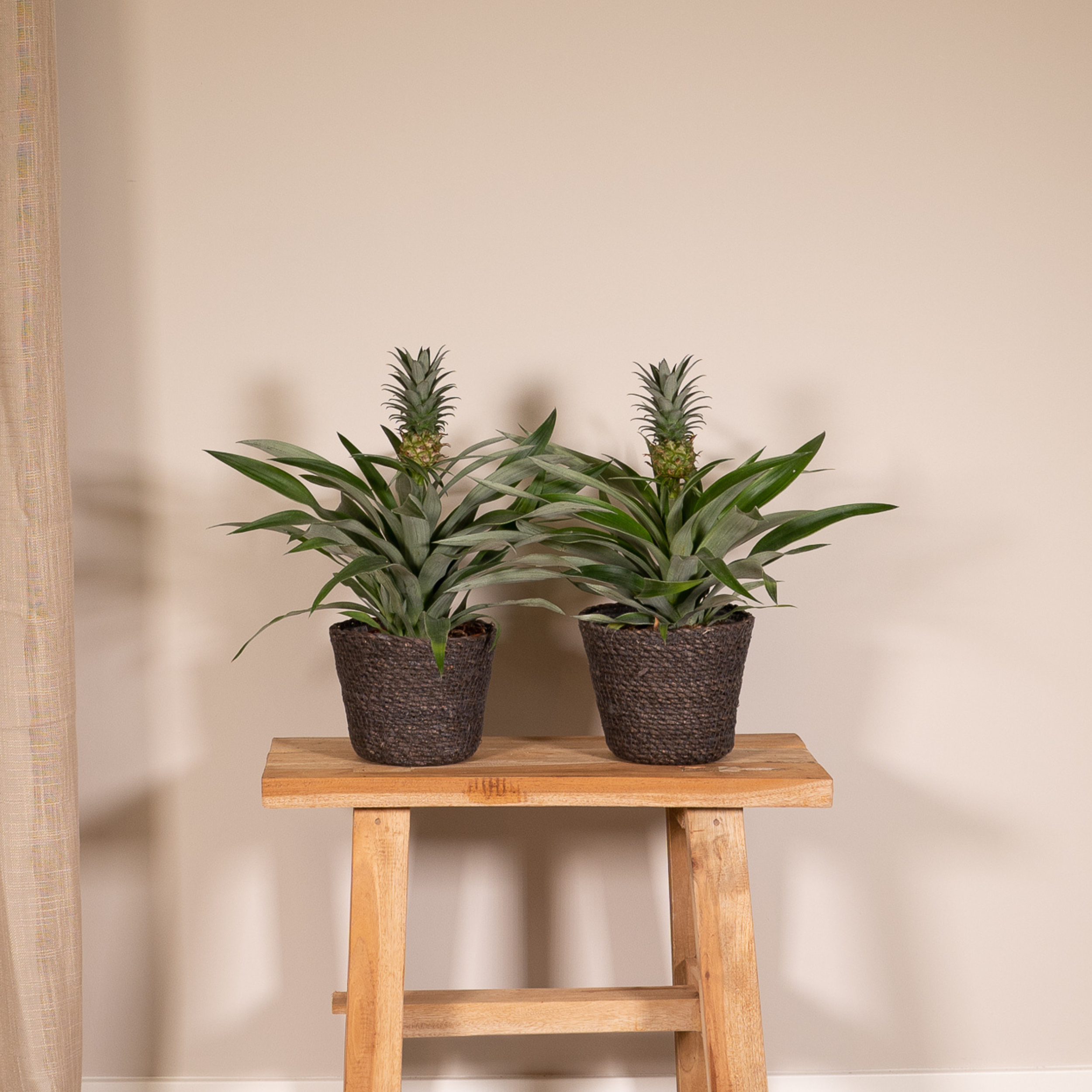 Ananas Comosus Duo  Sierplant hoogte Ø12cm ↕45cm  2 planten