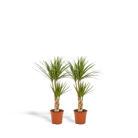 Tropische Elegantie: Set van 2 Dracaena Marginata Planten - ↕90cm - Ø17 - Sierplantenshop