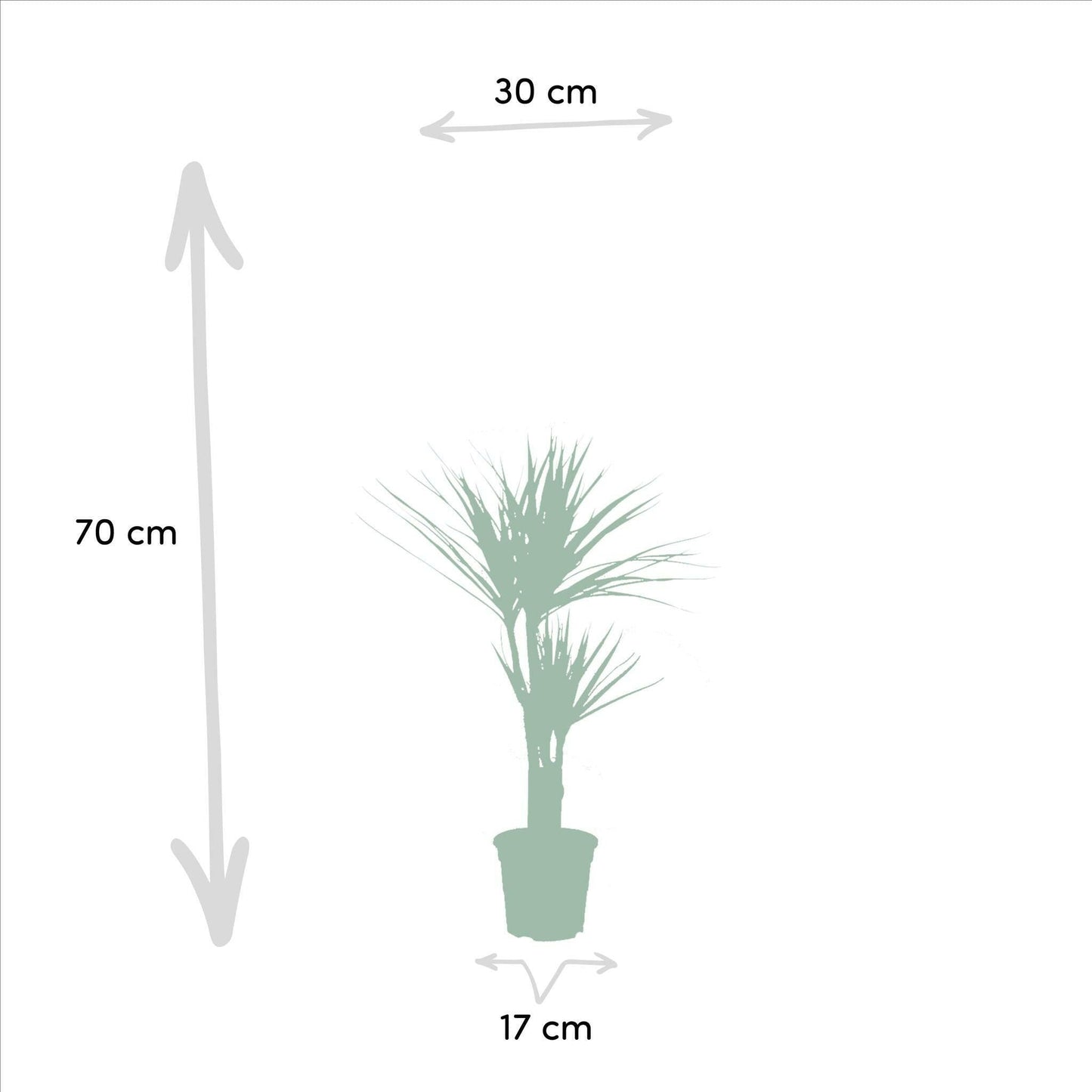 Tropische Elegantie: Set van 2 Dracaena Marginata Planten - ↕90cm - Ø17 - Sierplantenshop