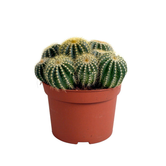 Eriocactus warasii - Charmante Sierplant van 12 cm Sierplantenshop .