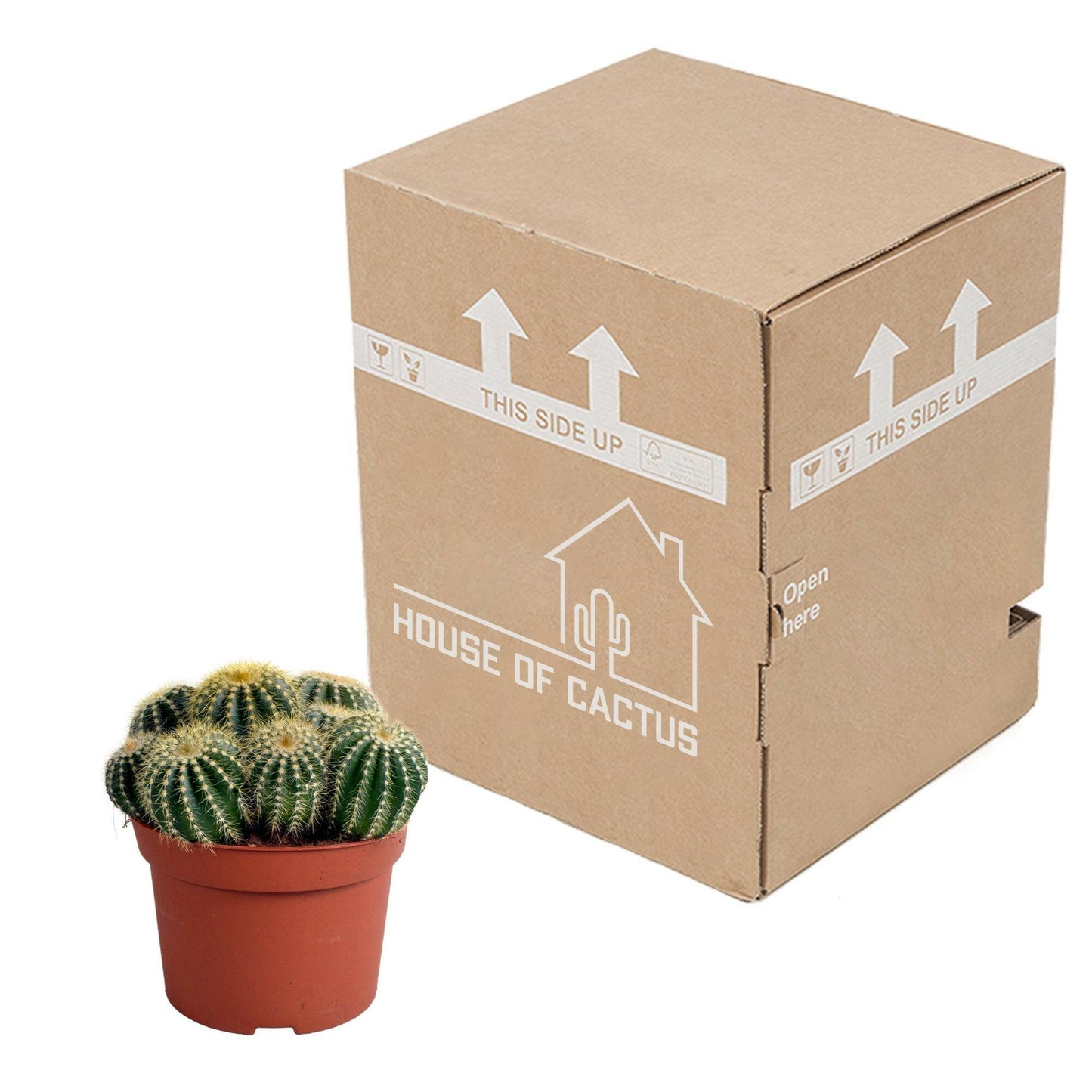 Eriocactus warasii - Charmante Sierplant van 12 cm Sierplantenshop .