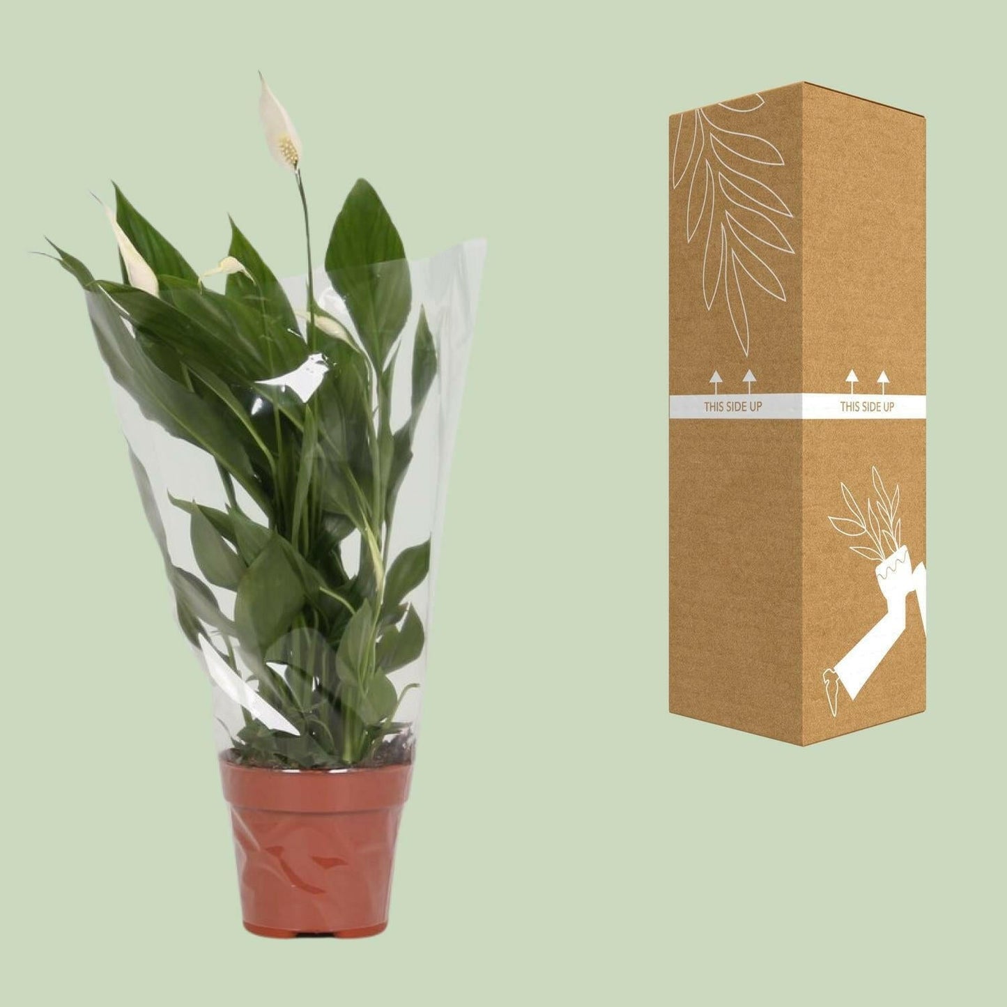 Vredeslelie Alana - ↕45cm - Ø12 - Sierplantenshop