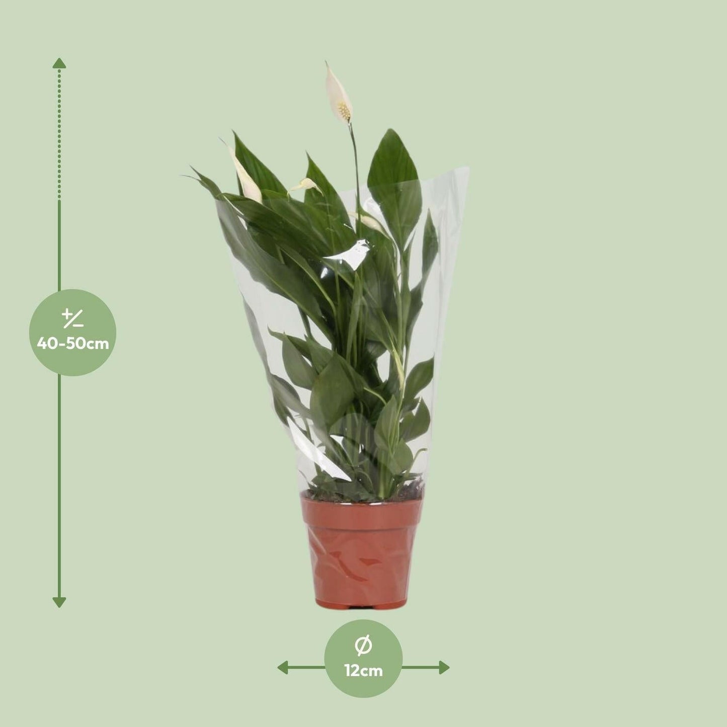 Vredeslelie Alana - ↕45cm - Ø12 - Sierplantenshop