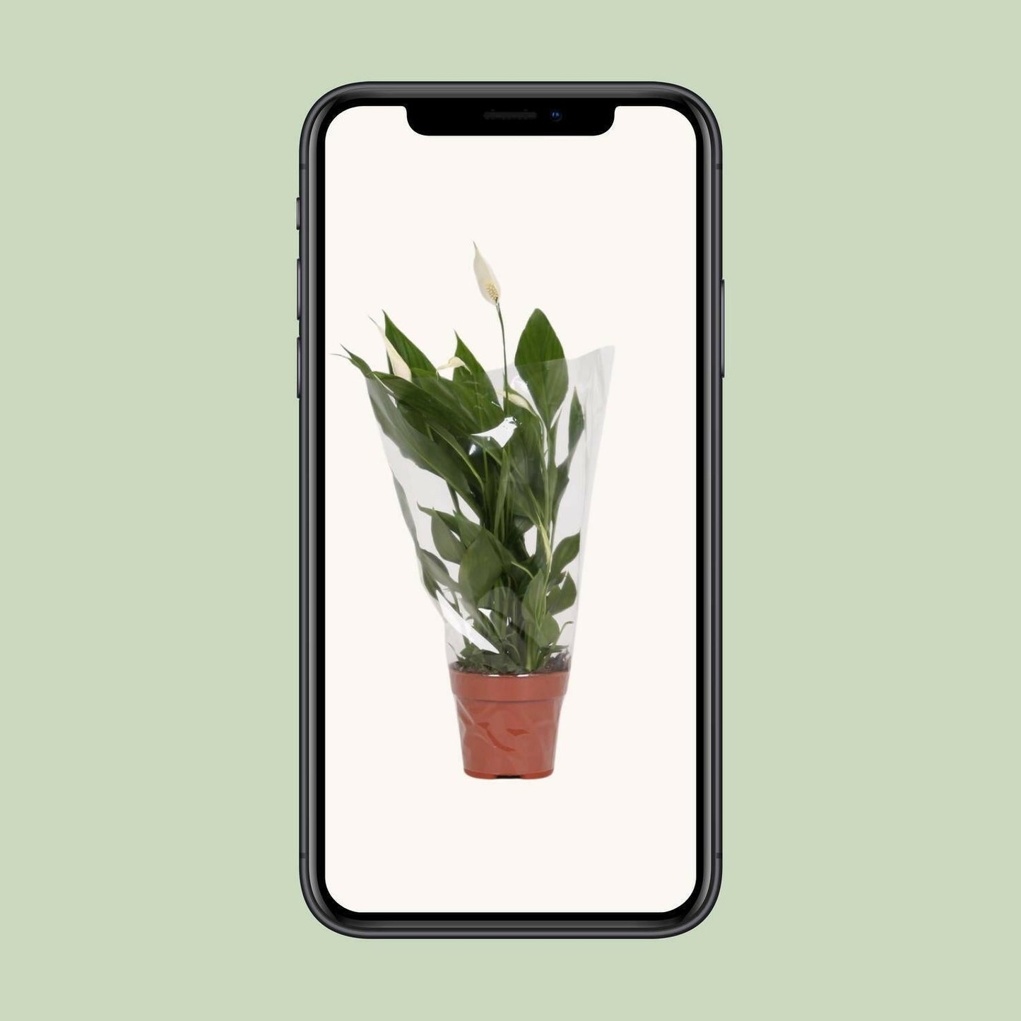Vredeslelie Alana - ↕45cm - Ø12 - Sierplantenshop