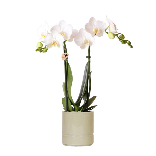 Witte Phalaenopsis Orchidee Amabilis in Groene Pastel Pot - ↕35cm - Ø9 - Sierplantenshop