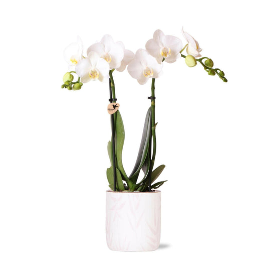 Witte Phalaenopsis Orchidee Amabilis in Roze Leaf Pot - ↕35cm - Ø9 - Sierplantenshop