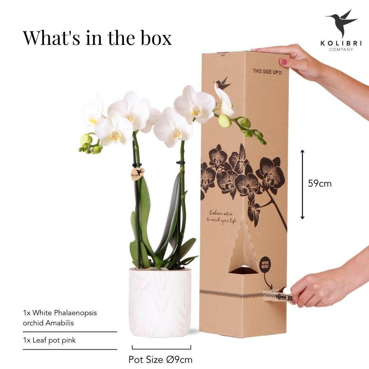 Witte Phalaenopsis Orchidee Amabilis in Roze Leaf Pot - ↕35cm - Ø9 - Sierplantenshop