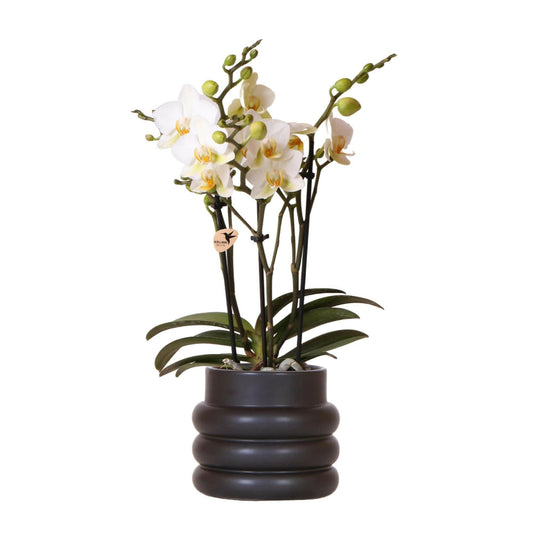 Witte Phalaenopsis Orchidee - Lausanne in Bubble Pot Zwart - ↕35cm - Ø9 - Sierplantenshop