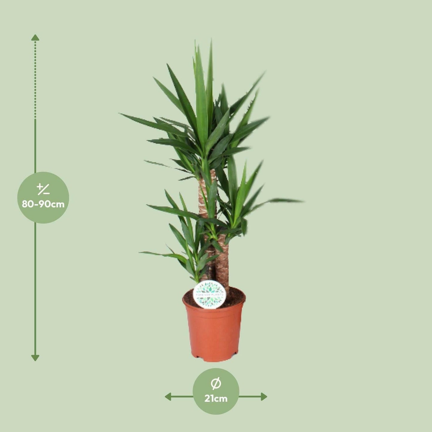 Yucca Elephantipes - ↕90cm - Ø21 - Sierplantenshop