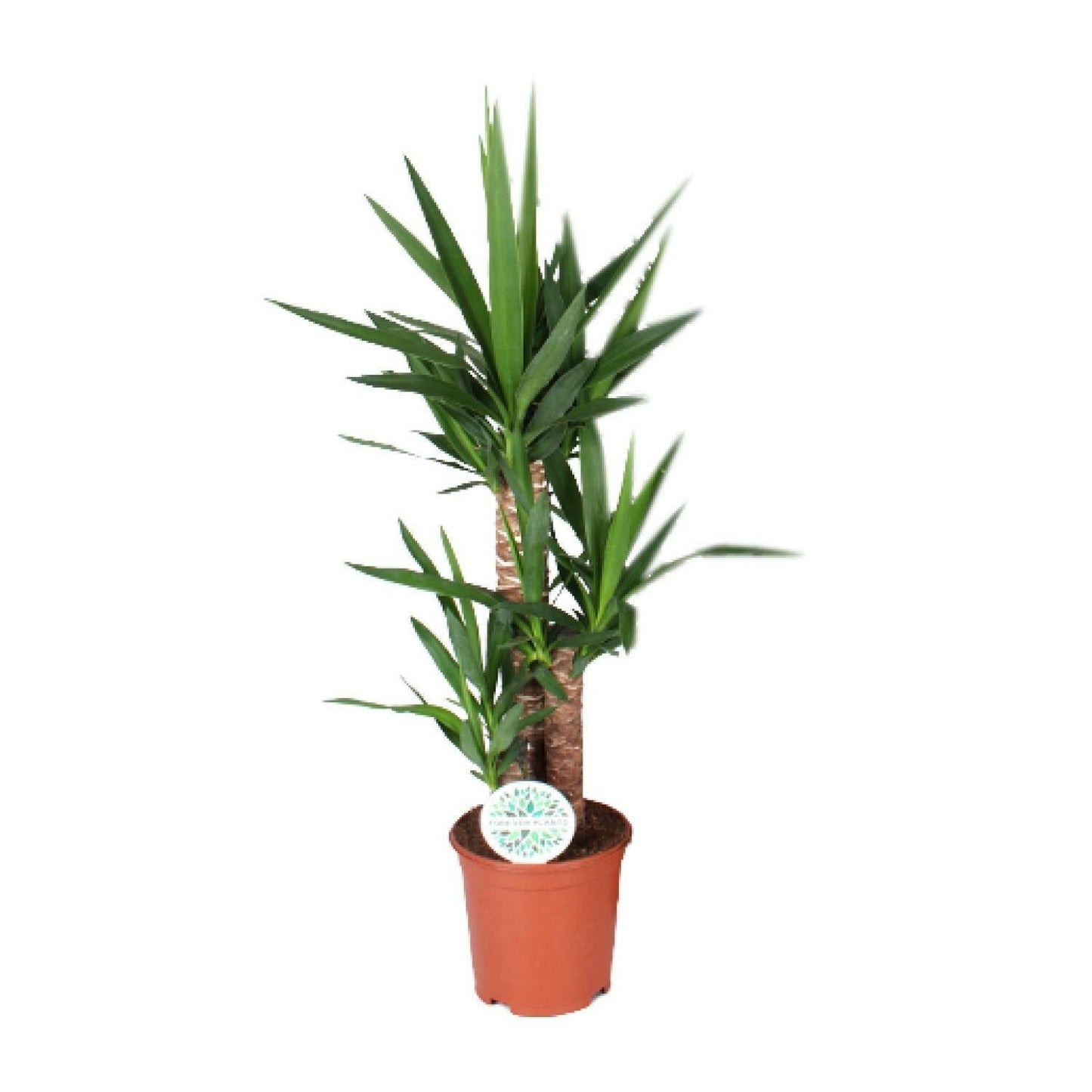 Yucca Elephantipes - ↕90cm - Ø21 - Sierplantenshop