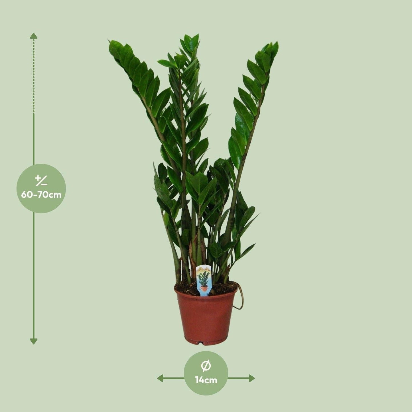 Zamioculcas Zamiifolia - ↕50cm - Ø14 - Sierplantenshop