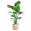 Zamioculcas Zamiifolia met Viber Pot - ↕80cm - Ø21 - Sierplantenshop