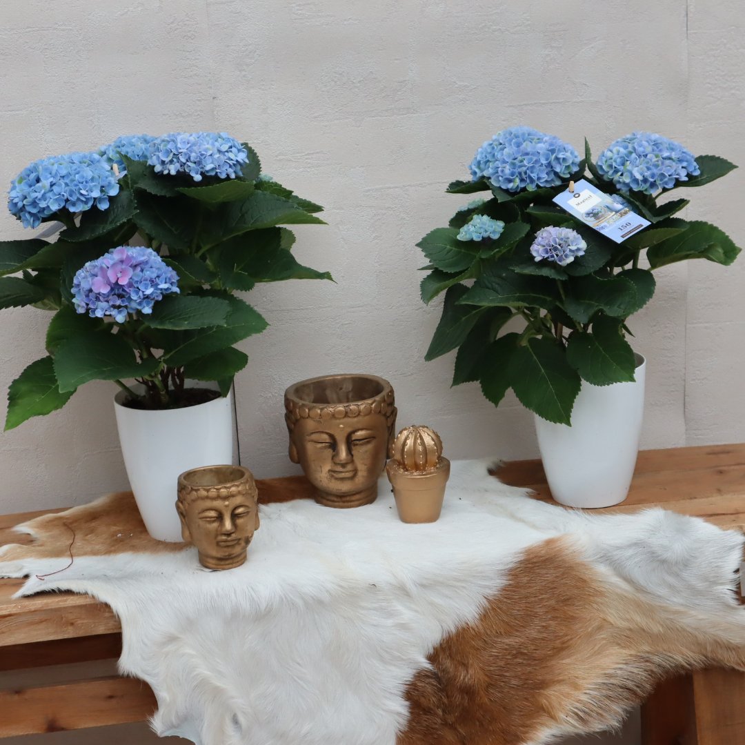Duo blauw Hydrangea Magical + gratis pot | +/- 40cm | Ø 12 - Sierplantenshop