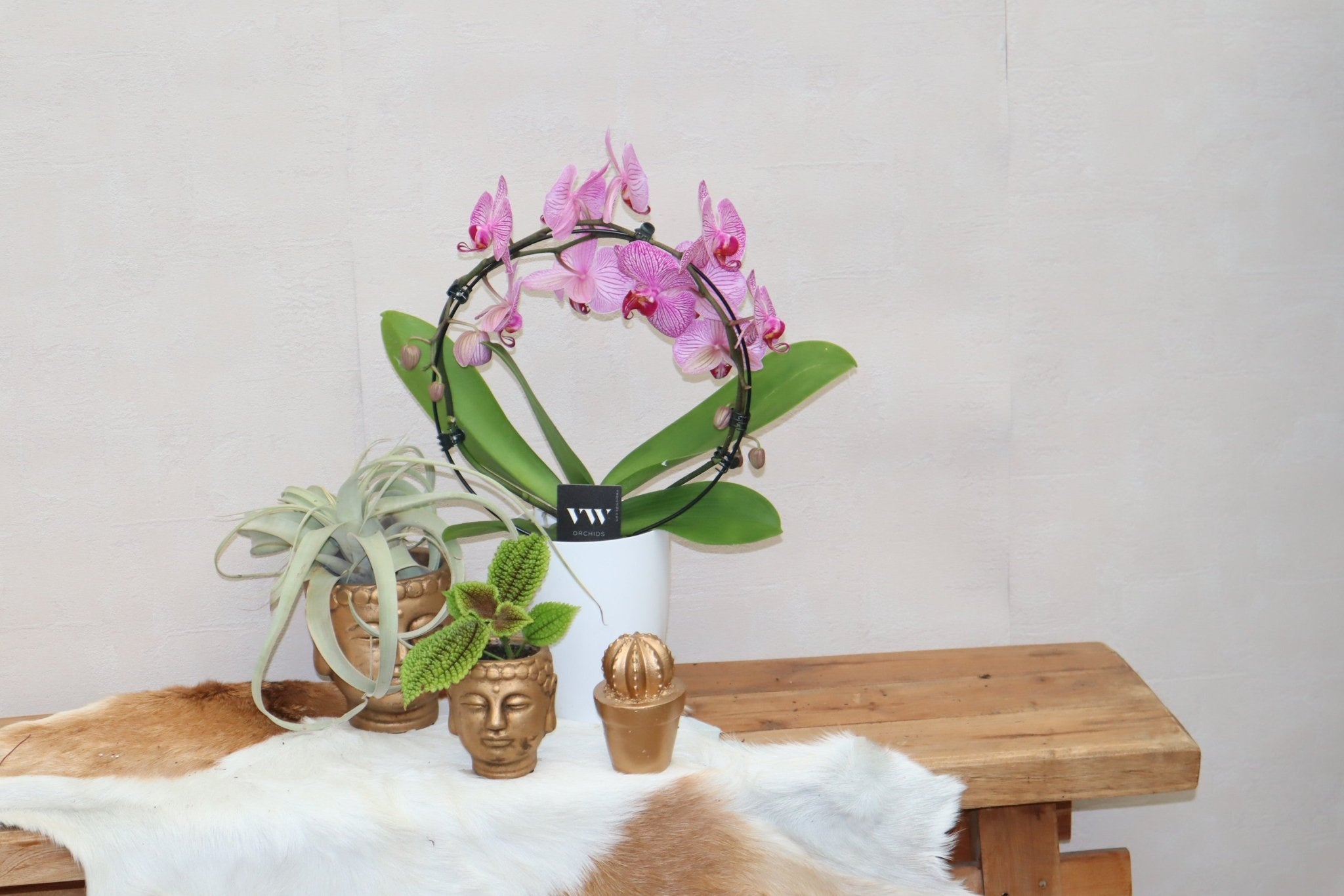 Orchideeen boog roze in witte sier pot - Sierplantenshop