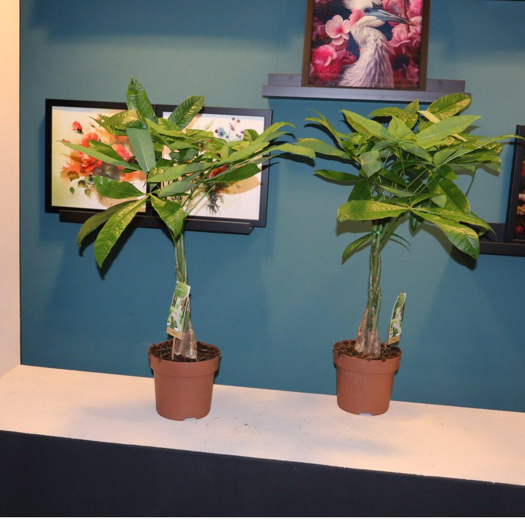 Pachira Aquatica Duo met 2 Elegante Witte Sierpotten - ↕35cm - Ø14 - Sierplantenshop