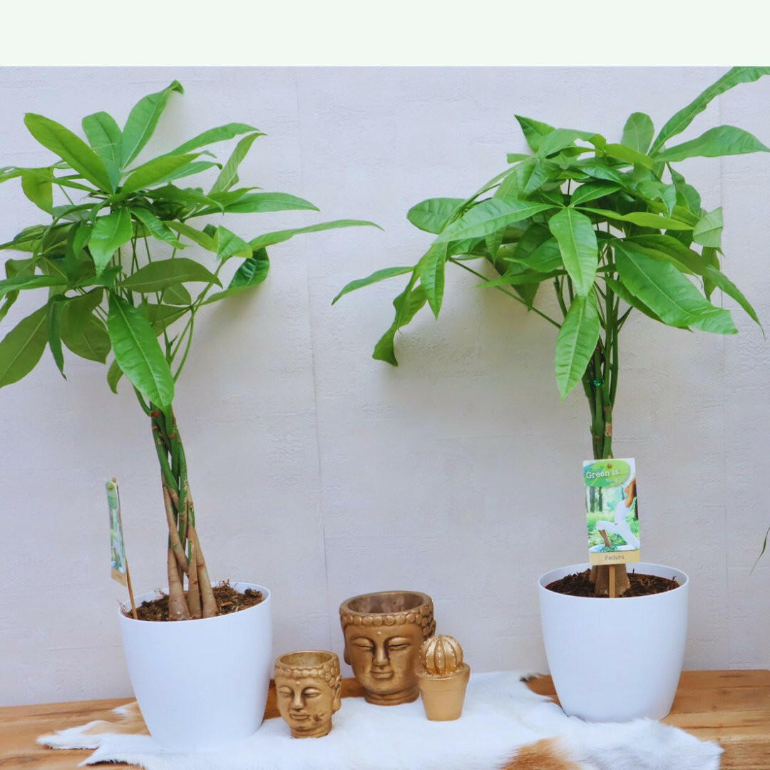 Pachira Aquatica Duo met 2 Elegante Witte Sierpotten - ↕35cm - Ø14 - Sierplantenshop