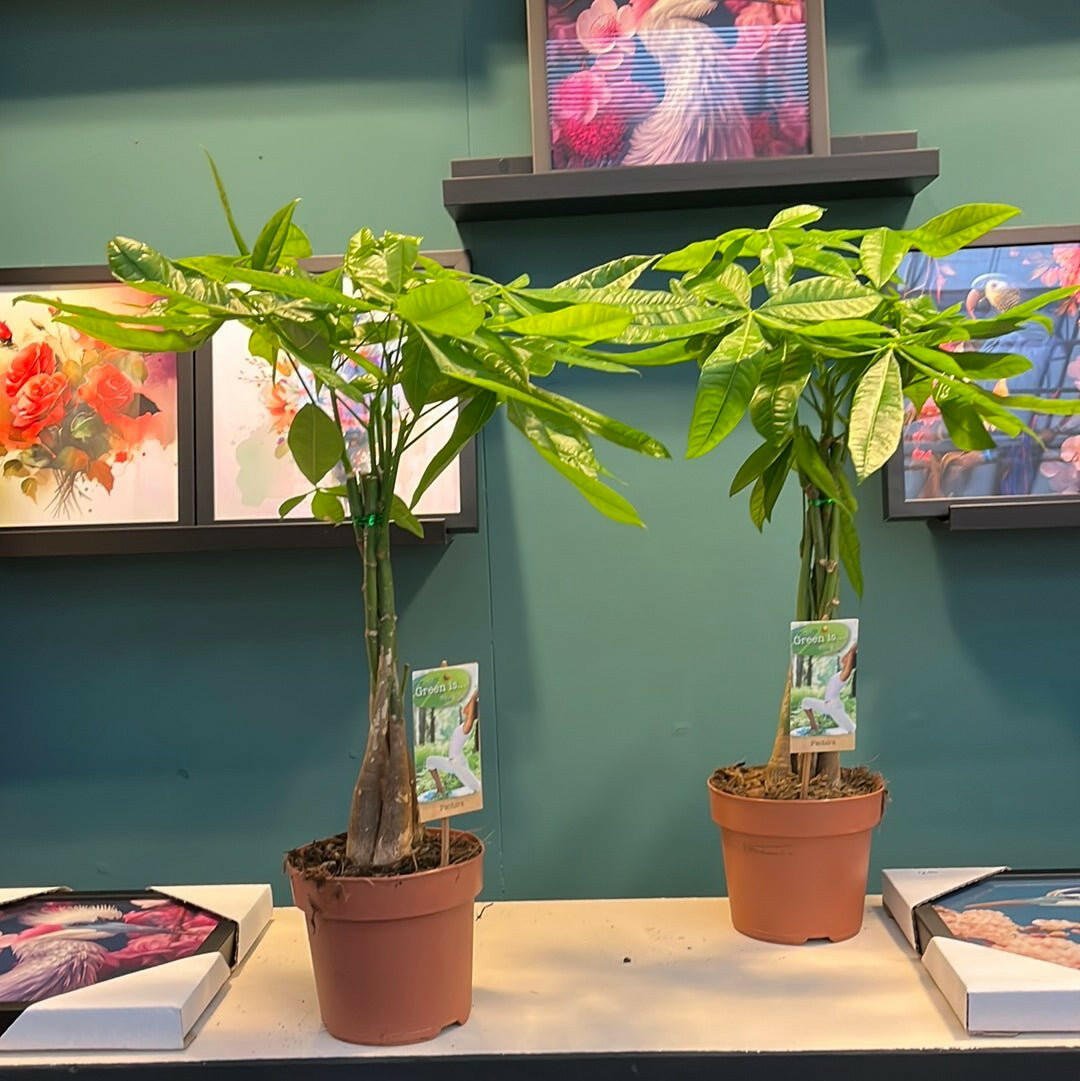 Pachira Aquatica Duo met 2 Elegante Witte Sierpotten - ↕35cm - Ø14 - Sierplantenshop