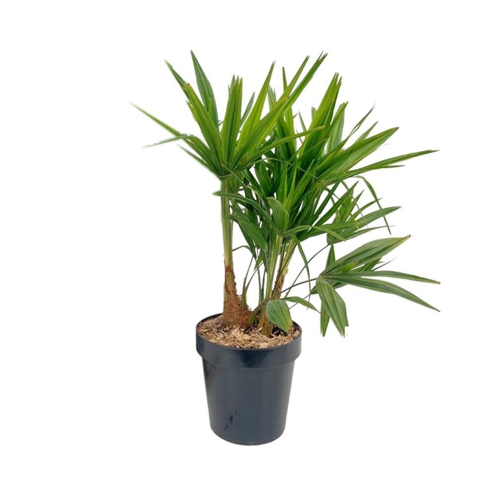 Trachycarpus Fortunei - Ø21cm - ↕70cm Ø21cm - ↕70cm - Sierplantenshop