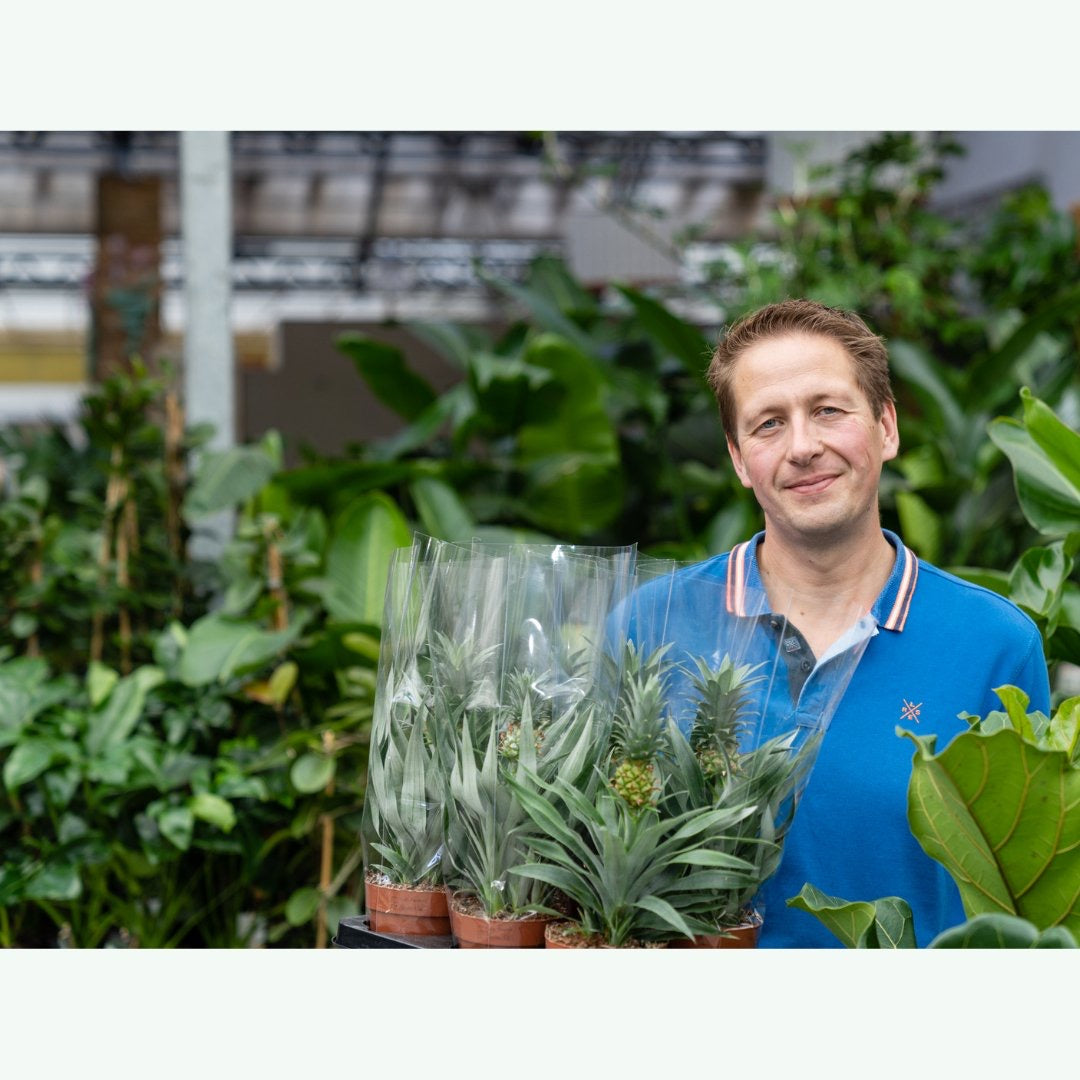 De ananasplant: Een tropische sfeermaker met gezondheidsvoordelen