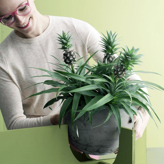 De ananasplant - Sierplantenshop
