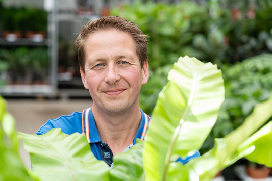 De makkelijkste kamerplanten op een rijtje - Sierplantenshop