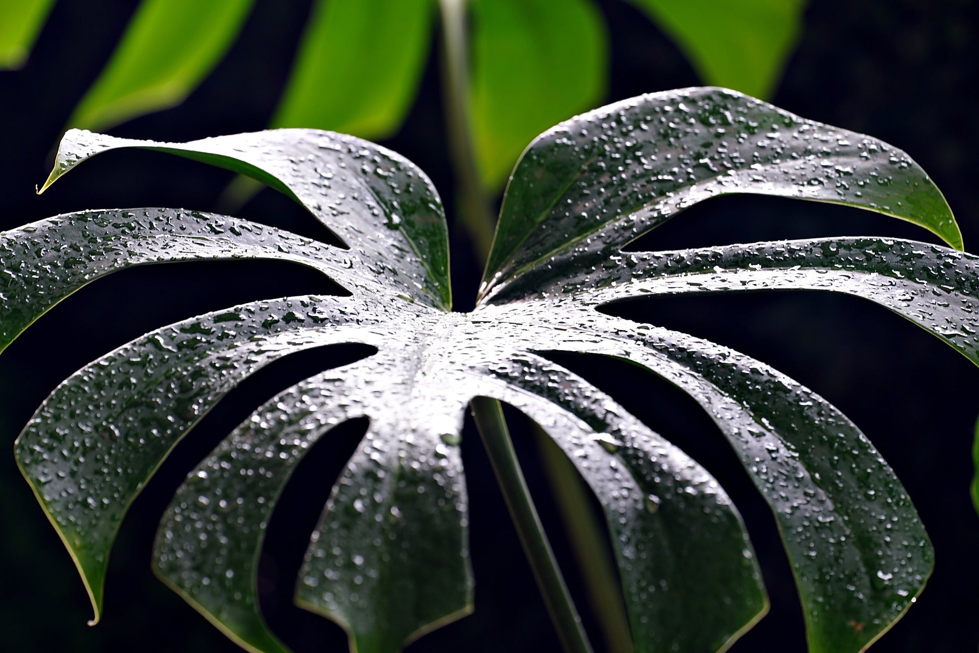 De Monstera: Een Iconische Kamerplant met Karakter