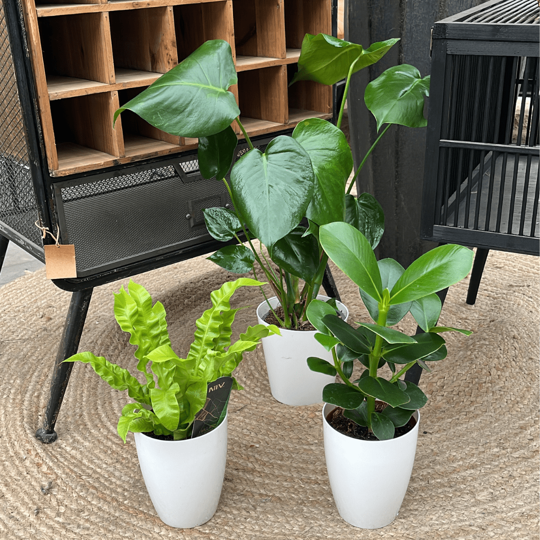 Nieuw binnen: Plantenpakketten op maat – voor iedereen die niet kan kiezen