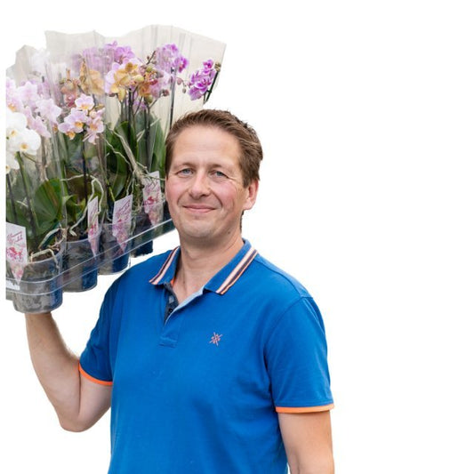 Orchidee - Sierplantenshop