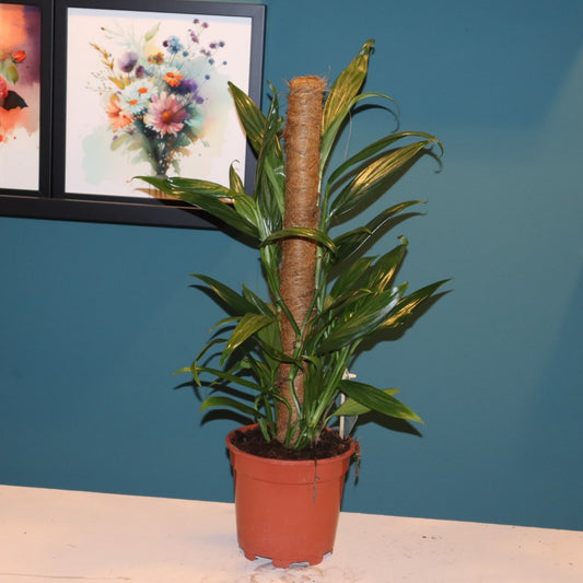 Top tien groene kamerplanten - Sierplantenshop