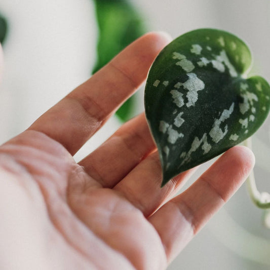 Waarom word je gelukkig van planten in huis - Sierplantenshop