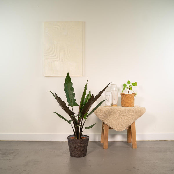 Alocasia - Sierplantenshop 