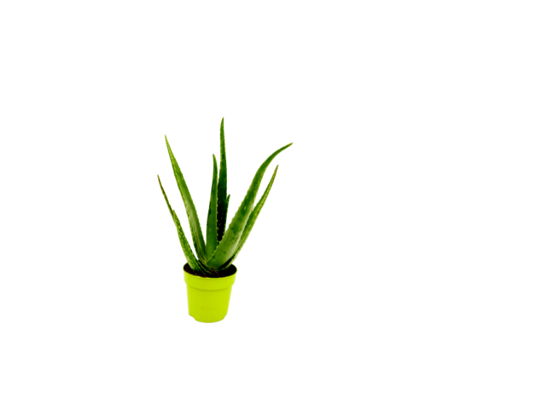 Aloë Vera - Sierplantenshop 