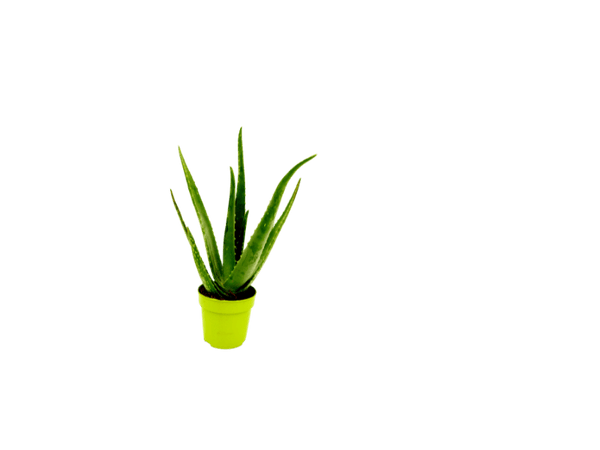 Aloë Vera - Sierplantenshop 