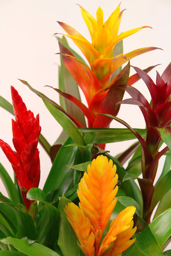 Bromelia's - Sierplantenshop 