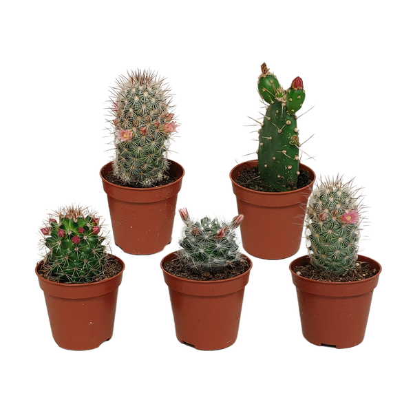 Cactussen en suculenten