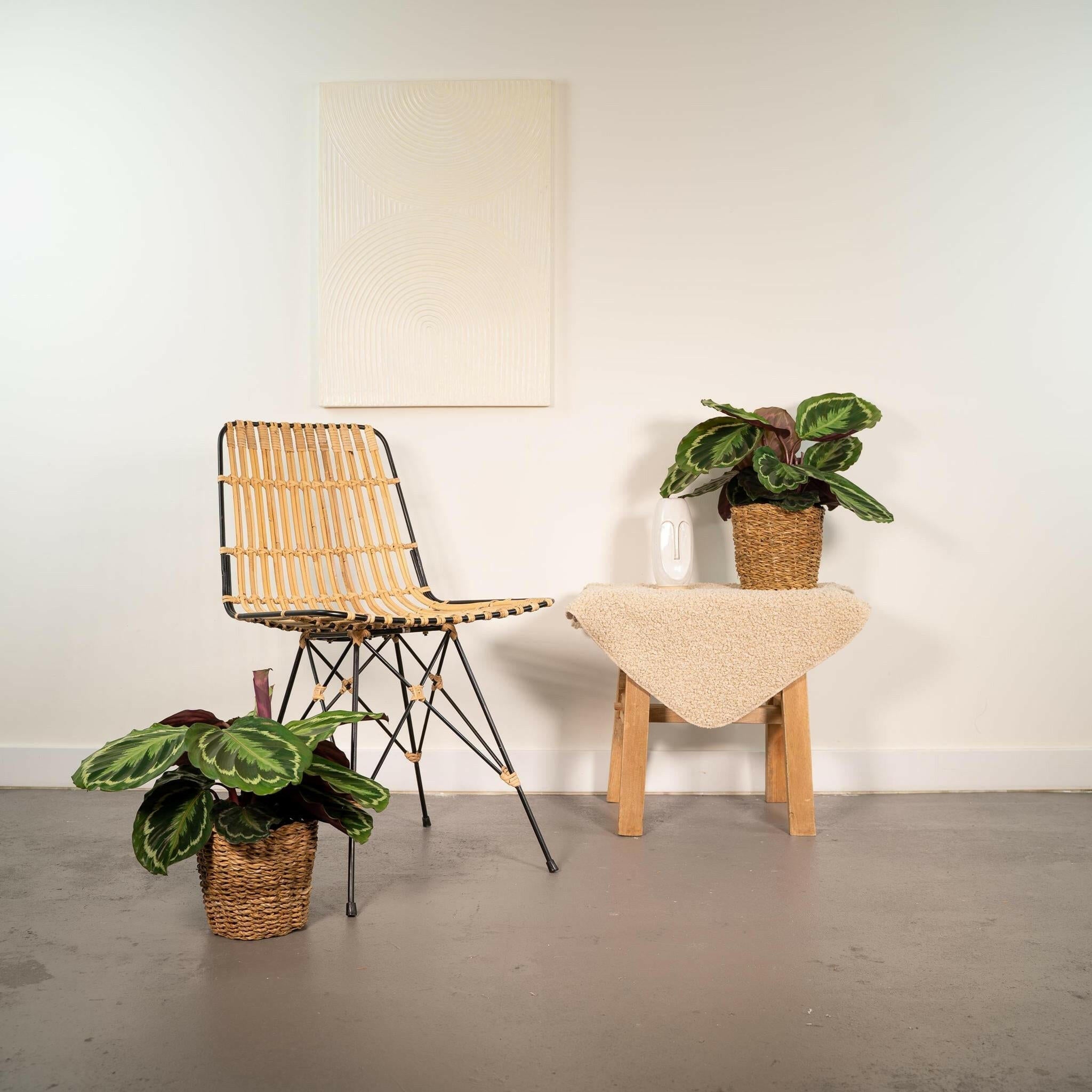 Calathea - Sierplantenshop 