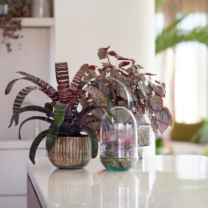 Glazen pot met een stukje natuur: terrariumplanten en mini-ecosystemen - Sierplantenshop 