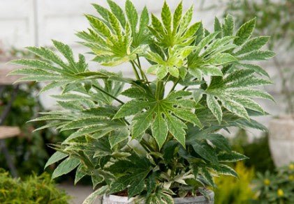 Groene Kamerplanten - Sierplantenshop 