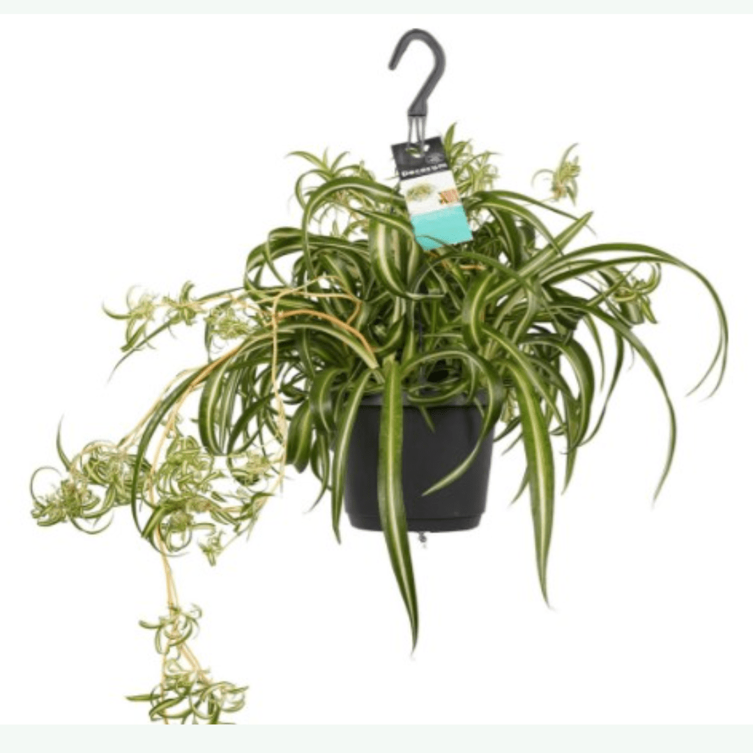 Hangplanten - Sierplantenshop 