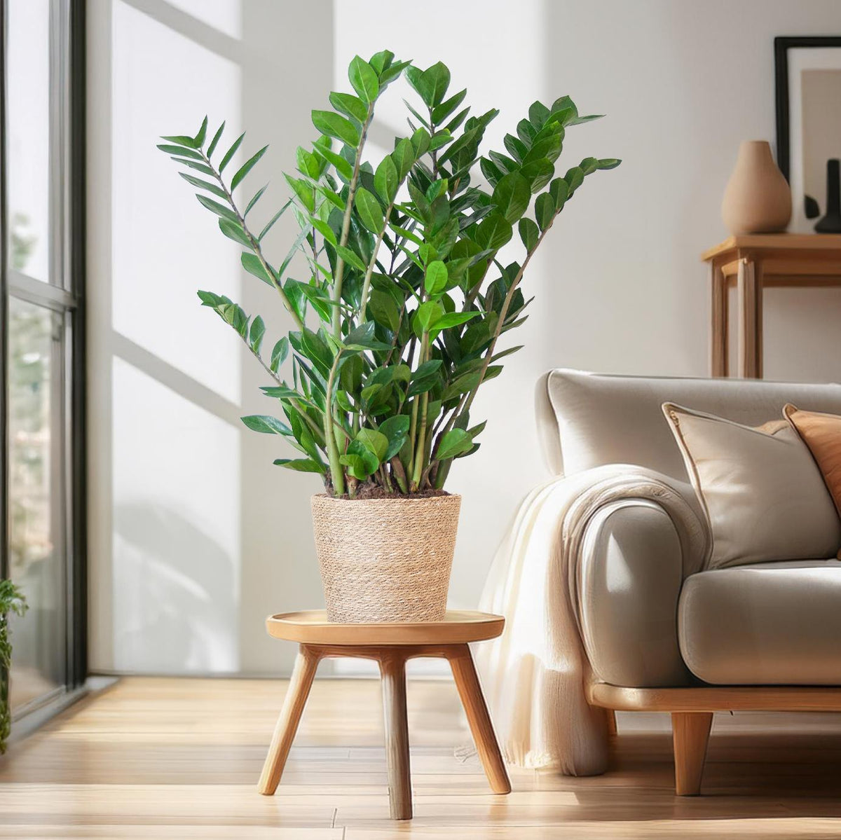 Ontdek de Wereld van Kamerplanten bij Sierplantenshop - Sierplantenshop 