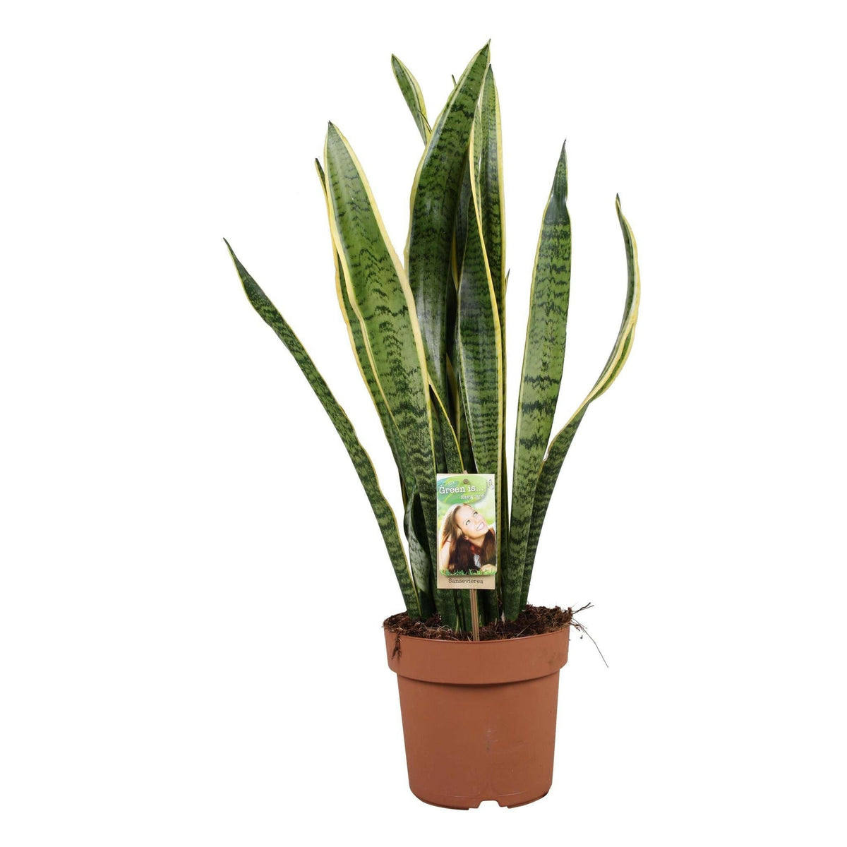 schaduw - Sierplantenshop 